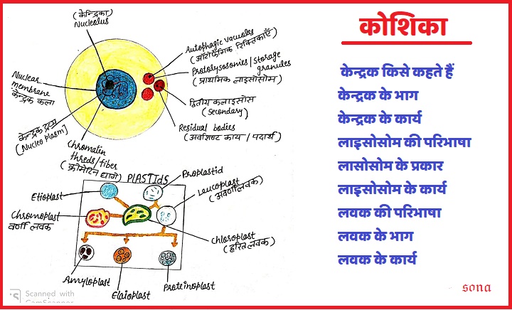 केन्द्रक , लवक , लाइसोसोम परिभाषा भाग प्रकार और चित्र